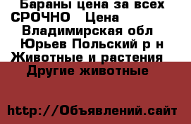 Бараны цена за всех.СРОЧНО › Цена ­ 23 000 - Владимирская обл., Юрьев-Польский р-н Животные и растения » Другие животные   